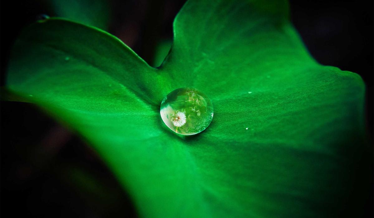 Rogue Studio dashboard showing social media growth analytics